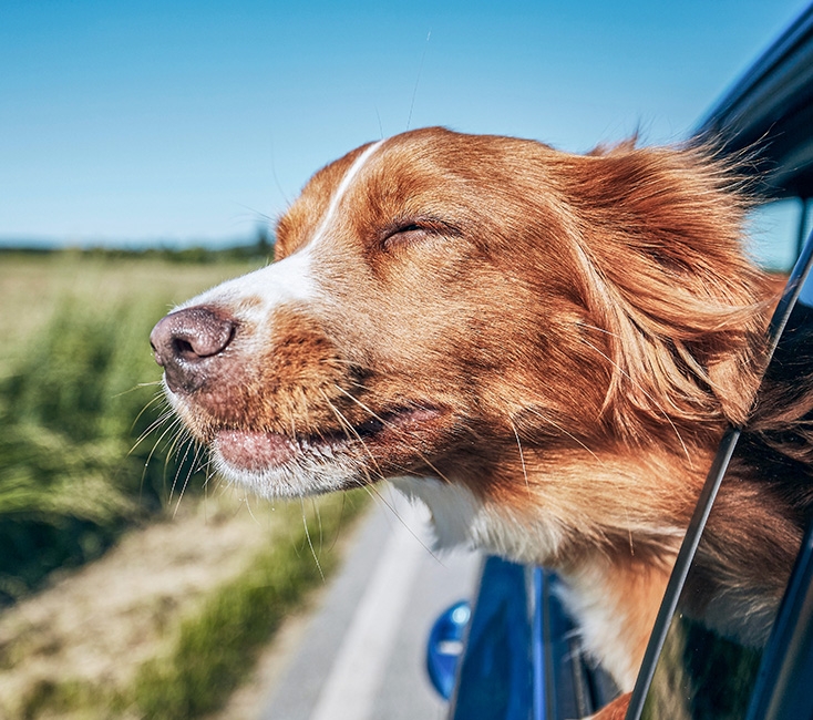 Teaser-Urlaub mit Hund
