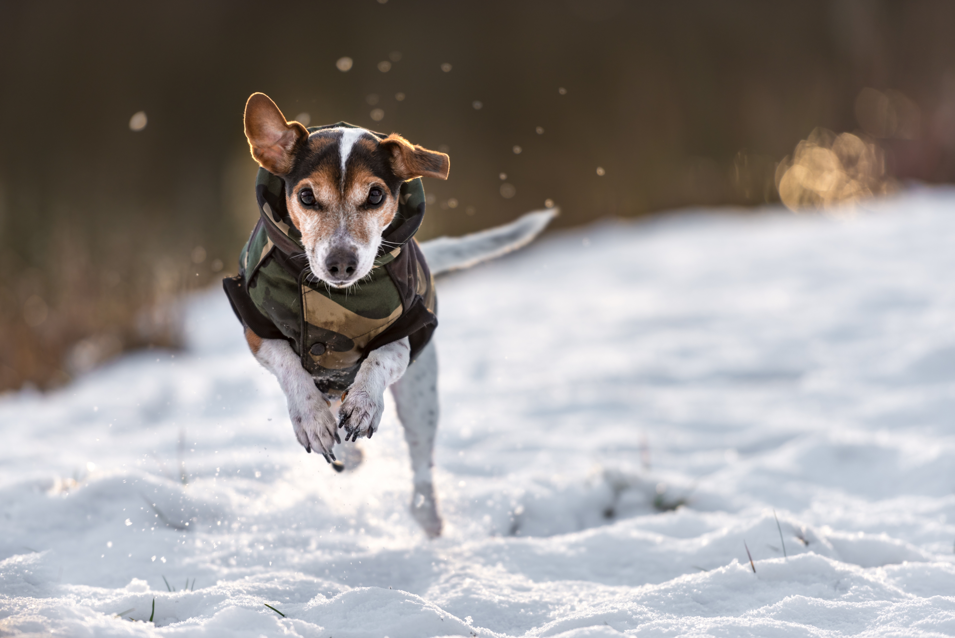 Teaser-Winterurlaub mit Hund