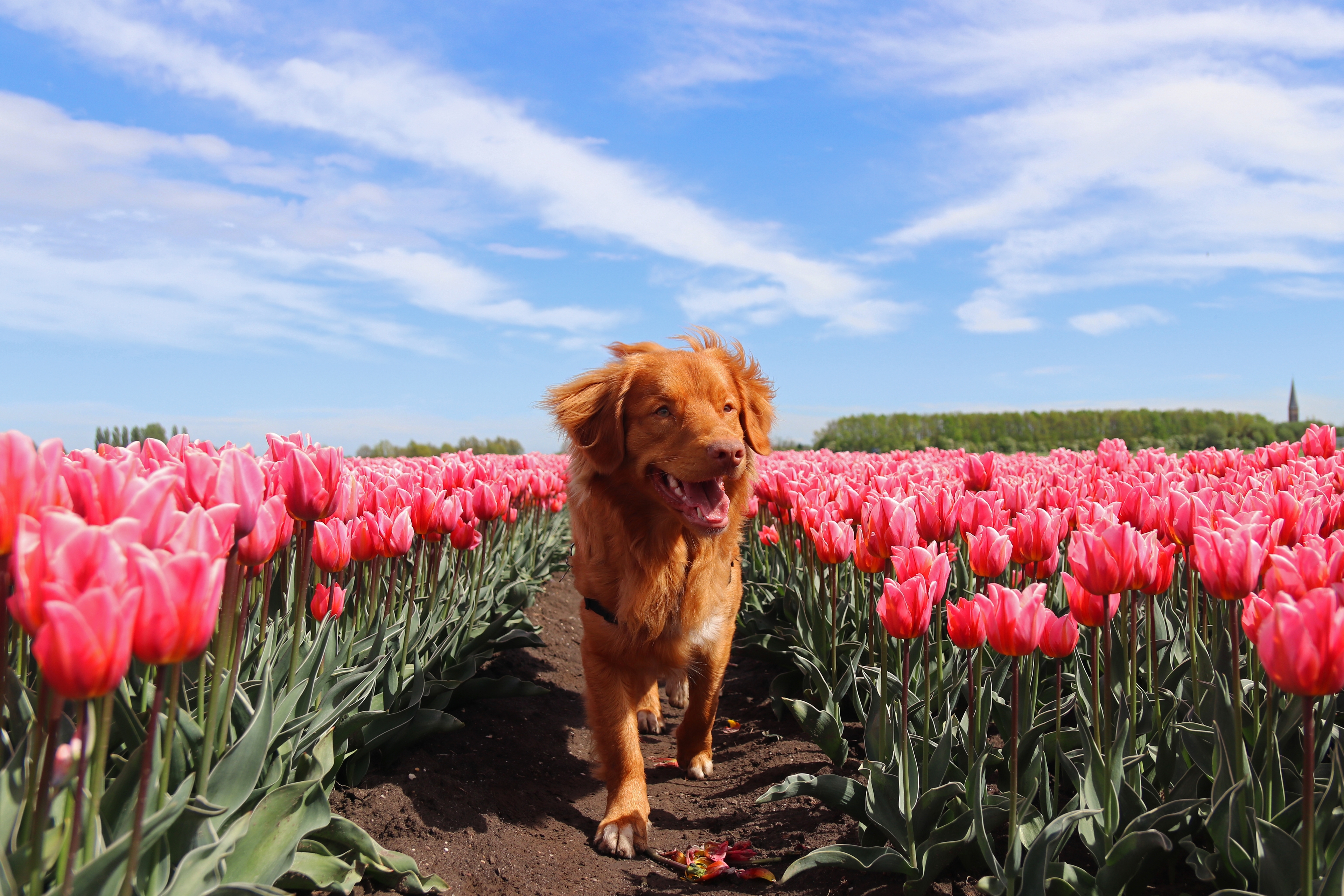 Niederlande: Dünen und Hundestrand