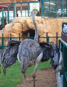 Hotel Emirates Park Zoo & Resort - Bild 5