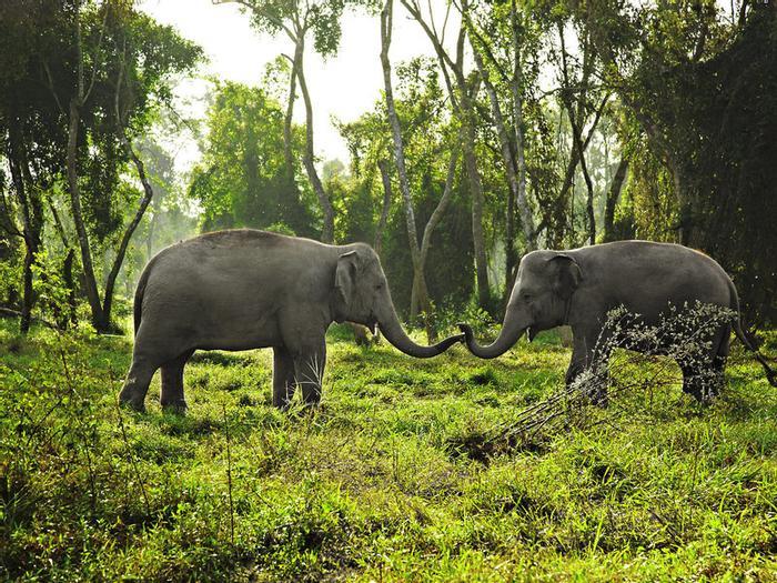 Hotel Anantara Golden Triangle Elephant Camp & Resort - Bild 1