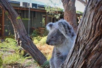 Hotel Kangaroo Island Wilderness Retreat - Bild 5