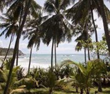 Hotel Palm Paradise Cabanas & Villas - Bild 5