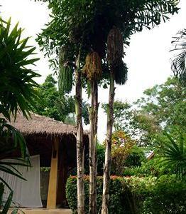 Hotel Palm Garden Resort - Bild 4