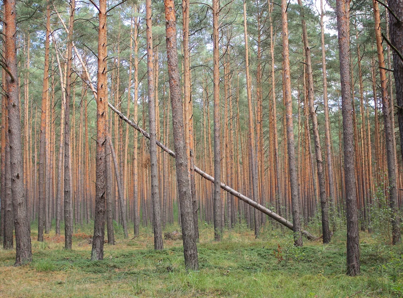 Wald in Brandenburg